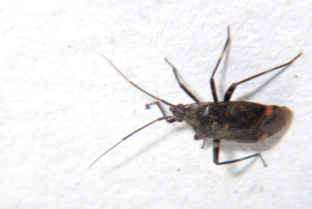 Miridae: Closterotomus cinctipes della Romagna